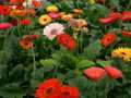 Many gerberas